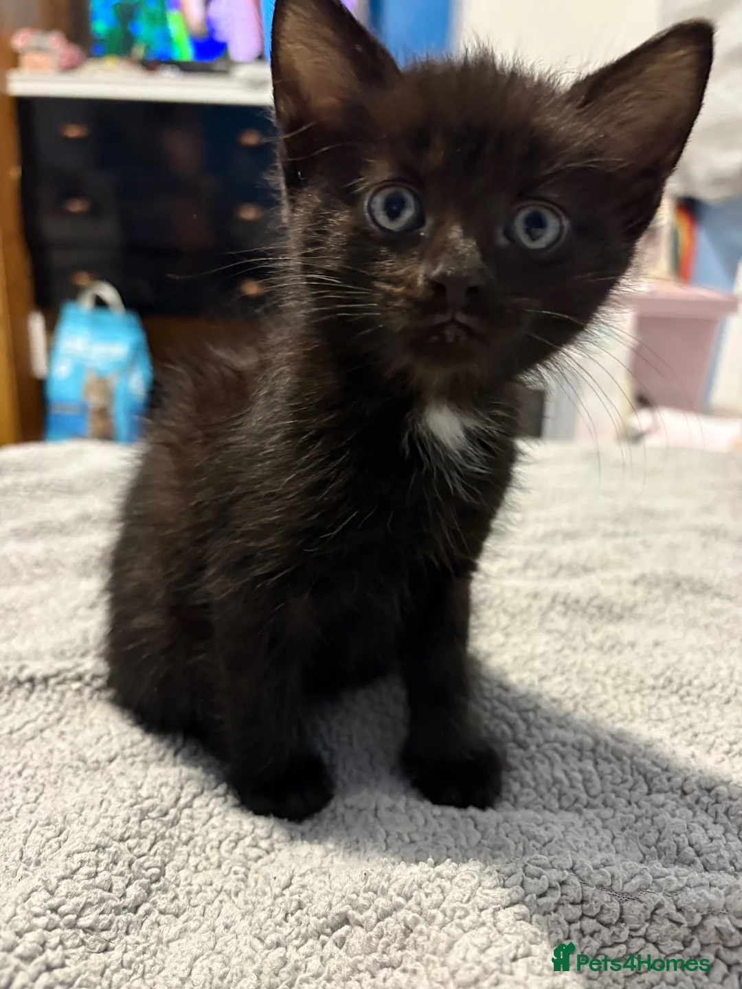 Mixed Breed cats for sale: 5 kittens for sale. prices vary..READ DESCRIPTION  - Advert 2