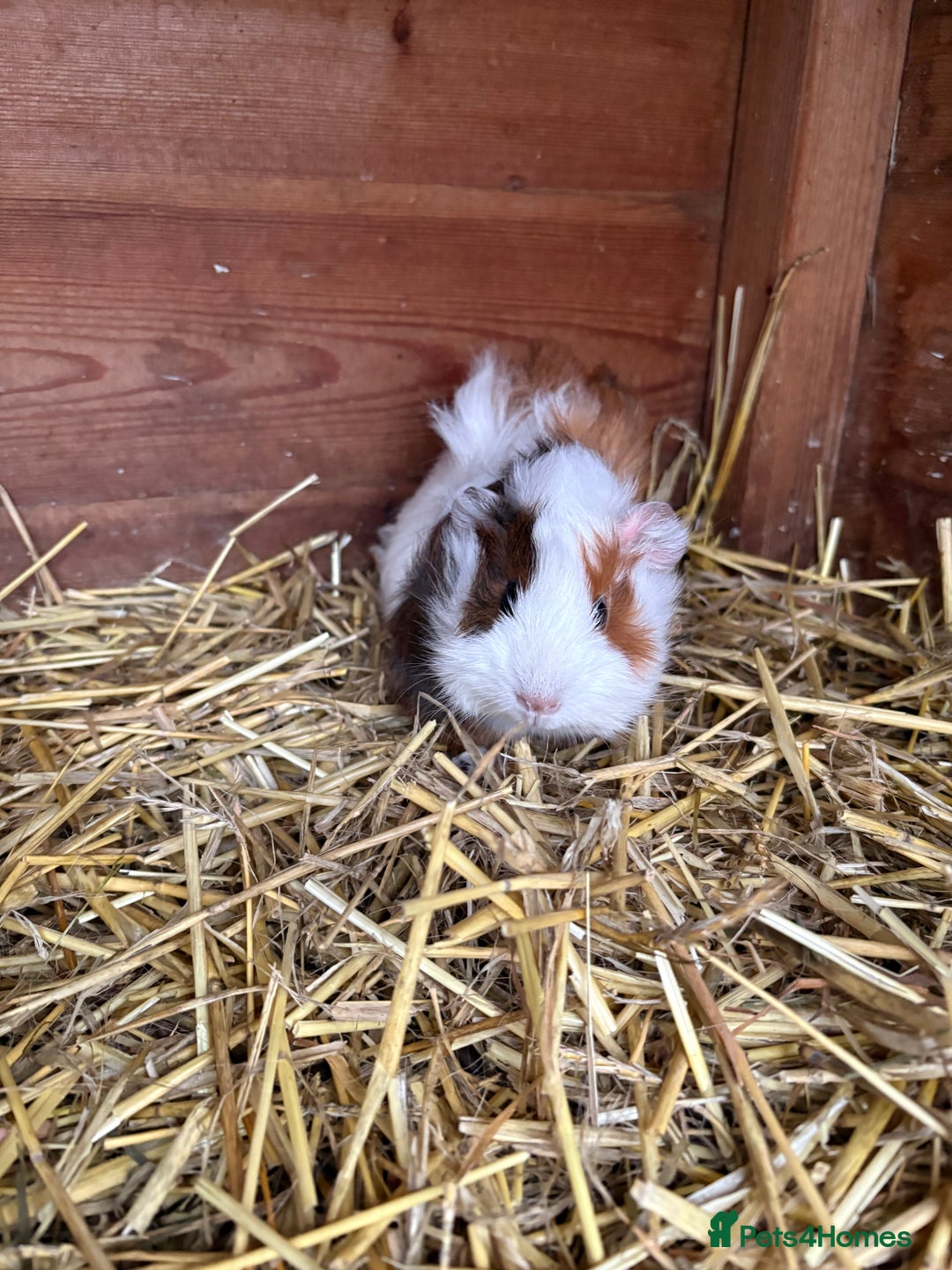 Guinea Pig rodents for sale: Baby guinea pig looking for loving home  - Advert 5