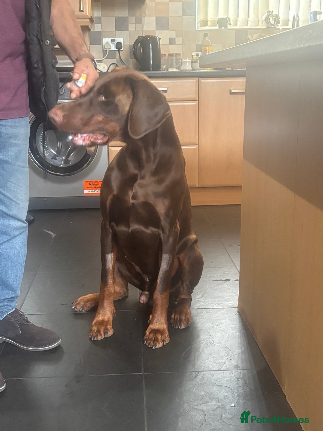 Dobermann dogs for stud: Zeus (for stud)  - Image 7