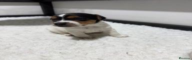 Jack Russell Puppy 1
