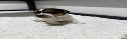 Jack Russell dogs for sale: Jack Russell Puppies - Advert 2