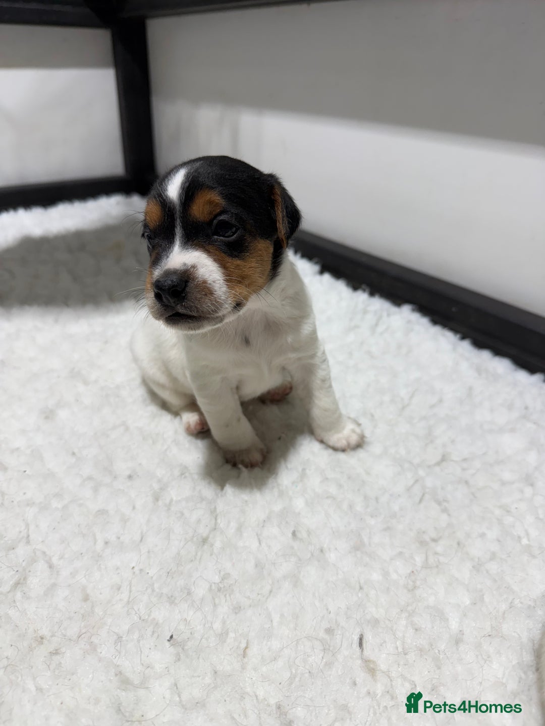 Jack Russell dogs for sale: Jack Russell Puppies - Advert 2