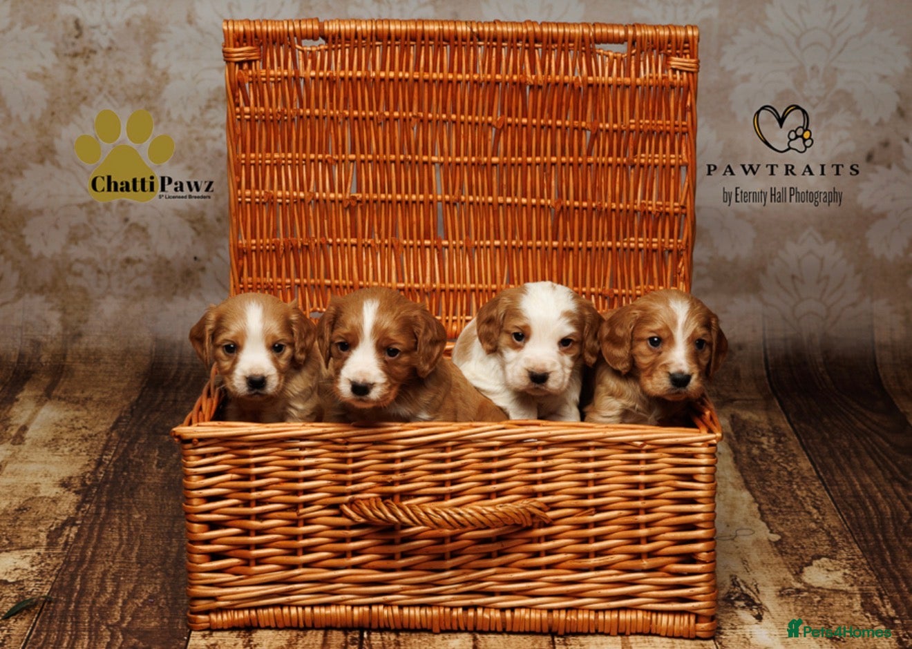 Cocker Spaniel dogs Stunning litter of working cocker spaniel pups  - Advert 15