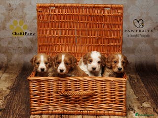 Cocker Spaniel dogs Stunning litter of working cocker spaniel pups - Advert 15