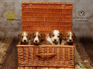 Cocker Spaniel dogs Stunning litter of working cocker spaniel pups - Advert 18