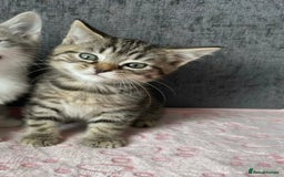Mixed Breed cats for sale: Gorgeous Boys Russian Blue X Tabby Kittens 🐾🩵 - Image 5