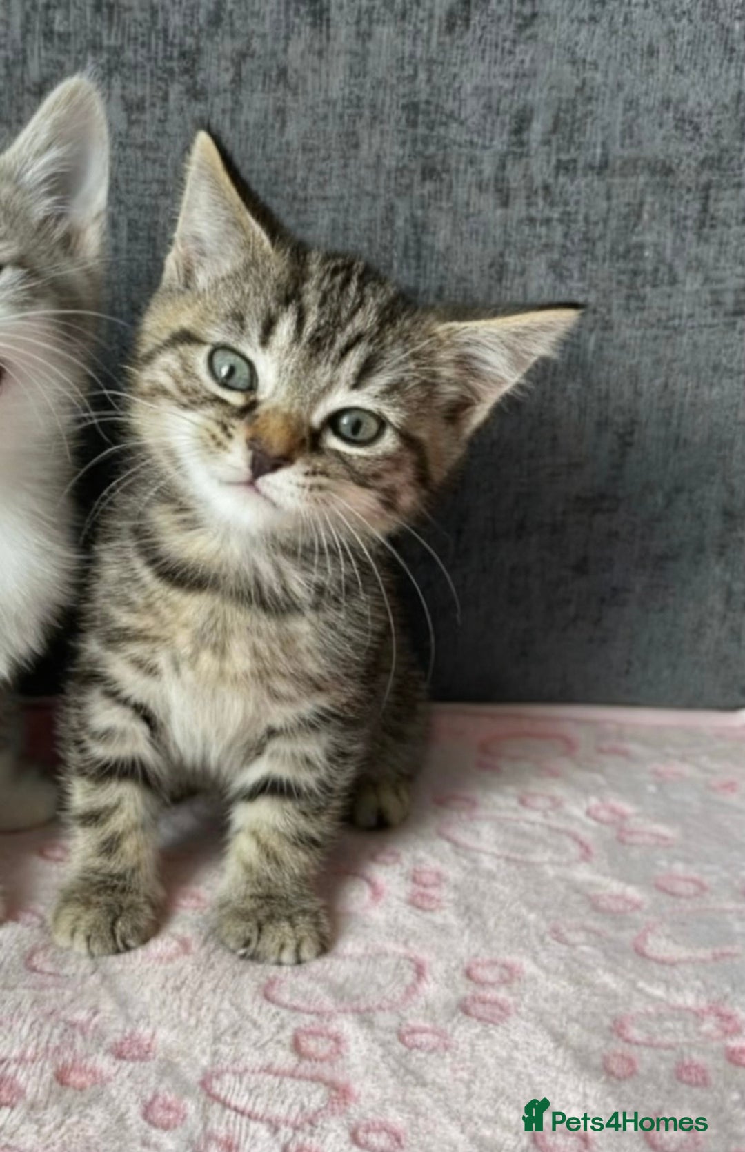 Mixed Breed cats for sale: Gorgeous Boys Russian Blue X Tabby Kittens 🐾🩵 - Image 5
