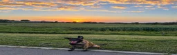 Mixed Breed dogs for sale: Belgian Malinoi Puppy  - Advert 2
