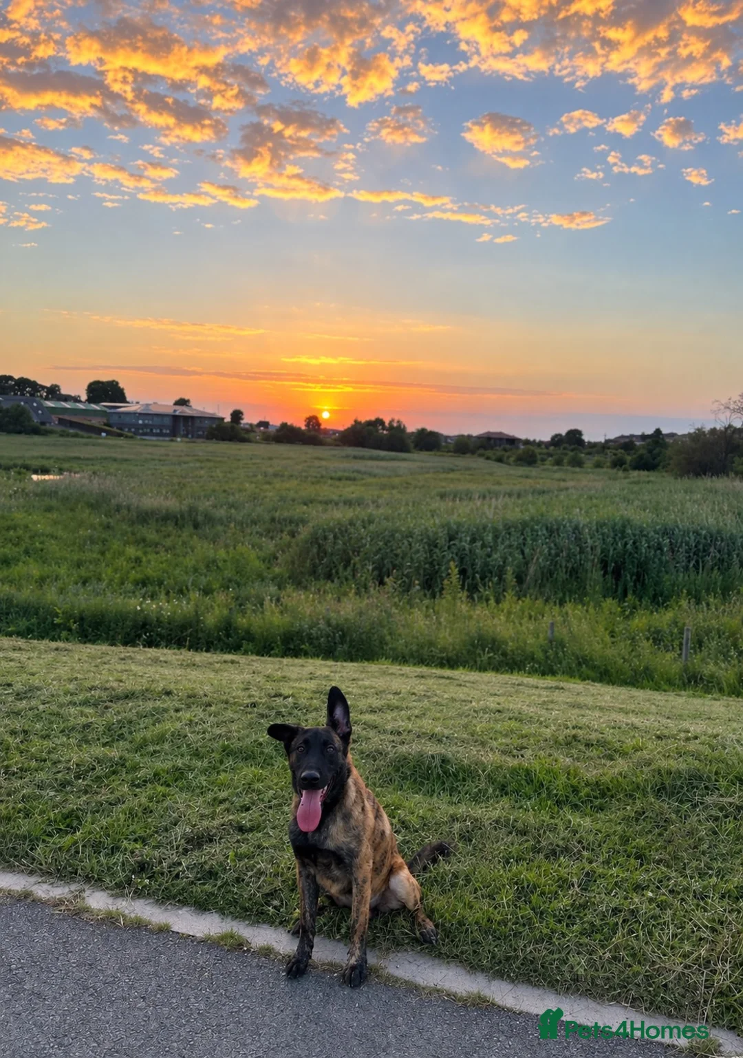 Mixed Breed dogs for sale: Belgian Malinoi Puppy  - Advert 2