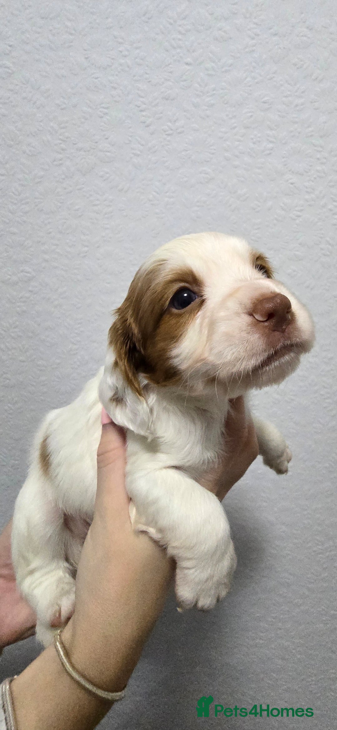 Cocker Spaniel dogs for sale: Stunning working cocker spaniel pups  - Advert 4