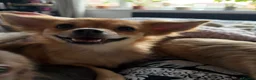 Chihuahua dogs for sale: 2 long haired adult chihuahua girls in Hebburn - Advert 2