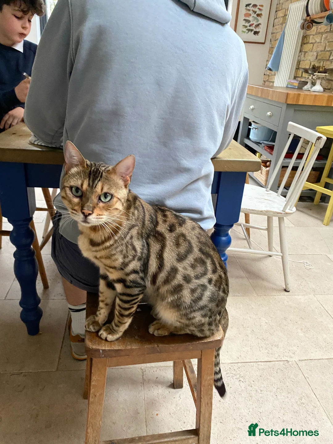 Bengal cats for sale: Gilbert in London - Advert 1