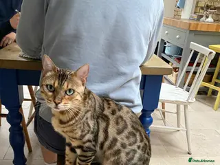 Bengal cats Gilbert in London - Advert 3