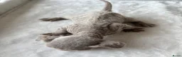 Devon Rex cats for sale: TICA Registered Devon Rex Lilac Kittens  - Advert 8