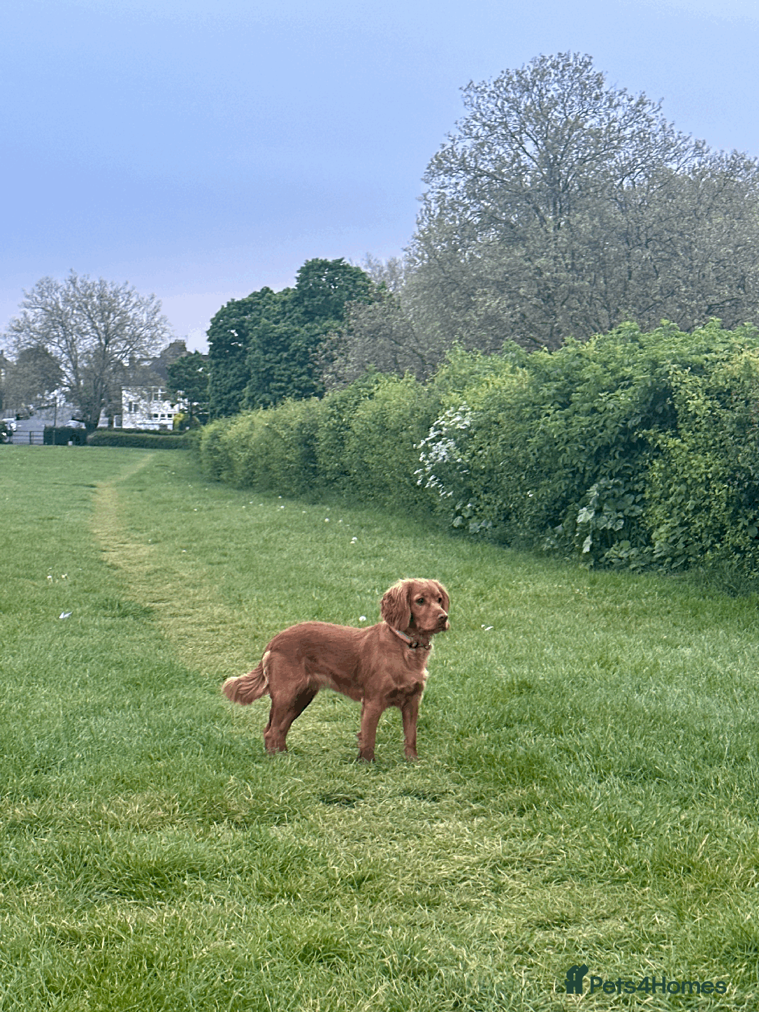 Cocker Spaniel dogs for sale: Pedigree Cocker Spaniel Puppies - Due Sept - Image 9