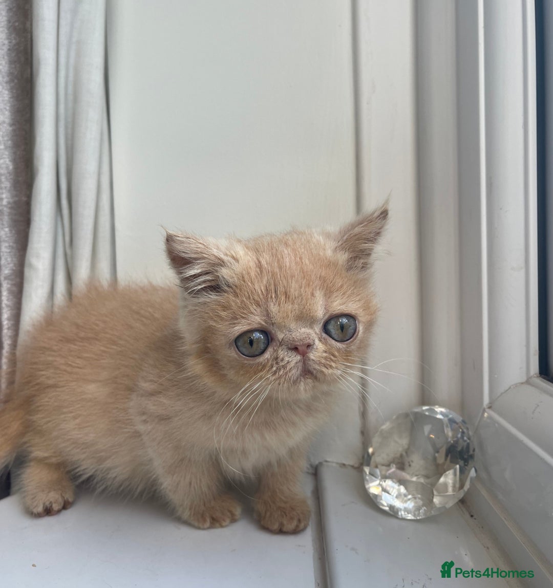 Exotic cats for sale: Super high quality Exotics - TICA reg pedigree - Image 21
