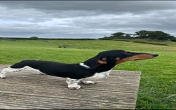 Miniature Dachshund dogs for stud: PRA CLEAR RUSSIAN IMPORT - Image 3