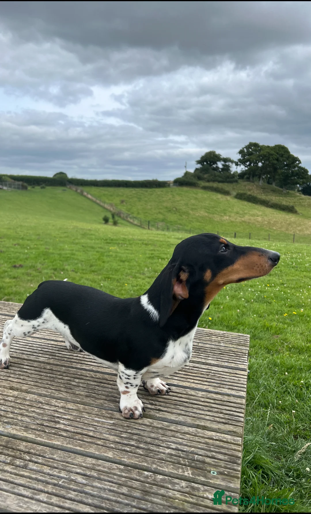 Miniature Dachshund dogs for stud: PRA CLEAR RUSSIAN IMPORT - Advert 5