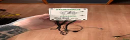 Python Snake reptiles for sale: Royal Python  - Advert 5