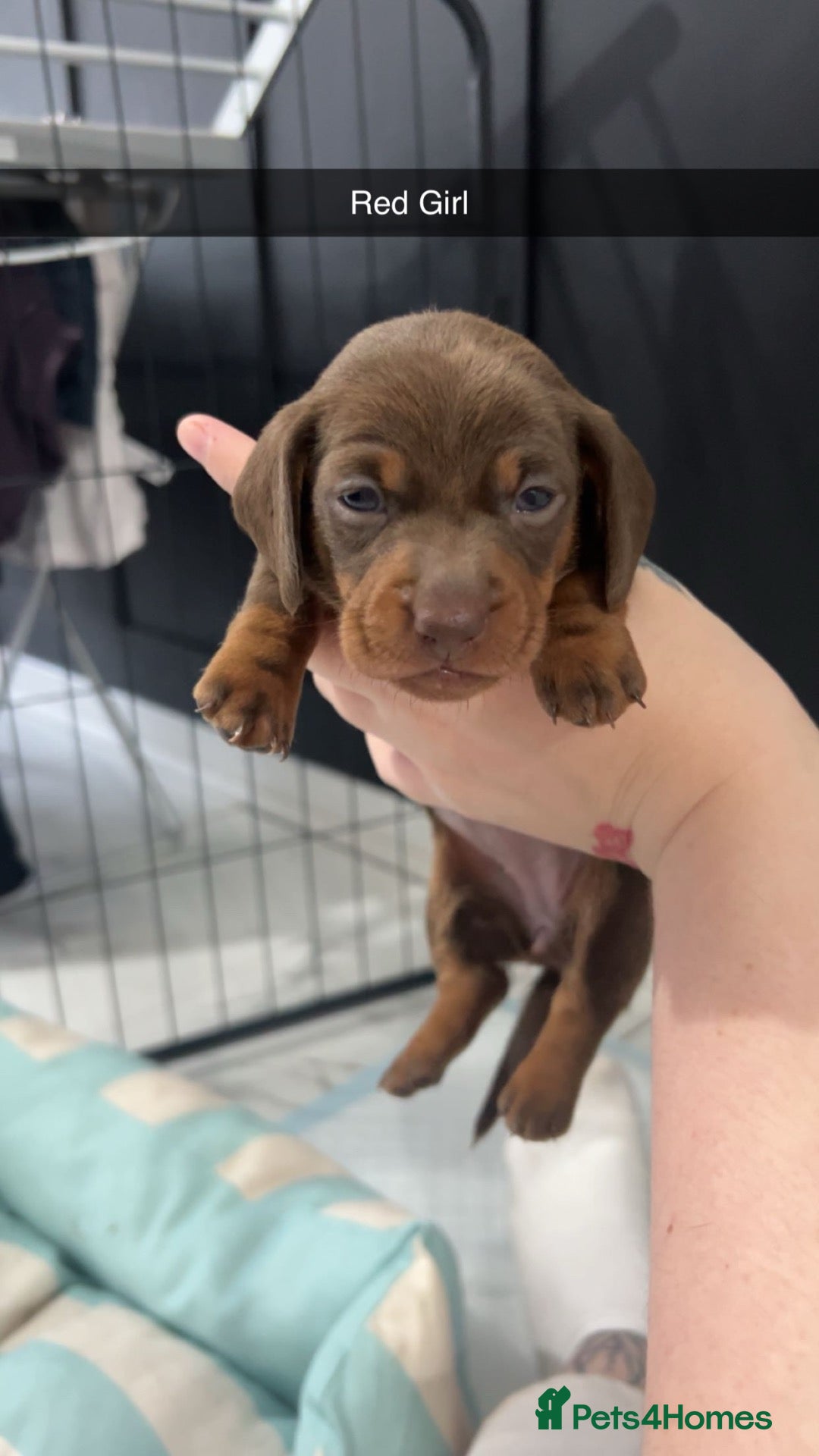 Miniature Dachshund dogs Miniature Dachshunds 1 BOY & 3 GIRLS LEFT - Advert 8