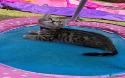 Bengal cats for sale: Beautiful litter of spotted Bengal kittens - Ready - Image 19