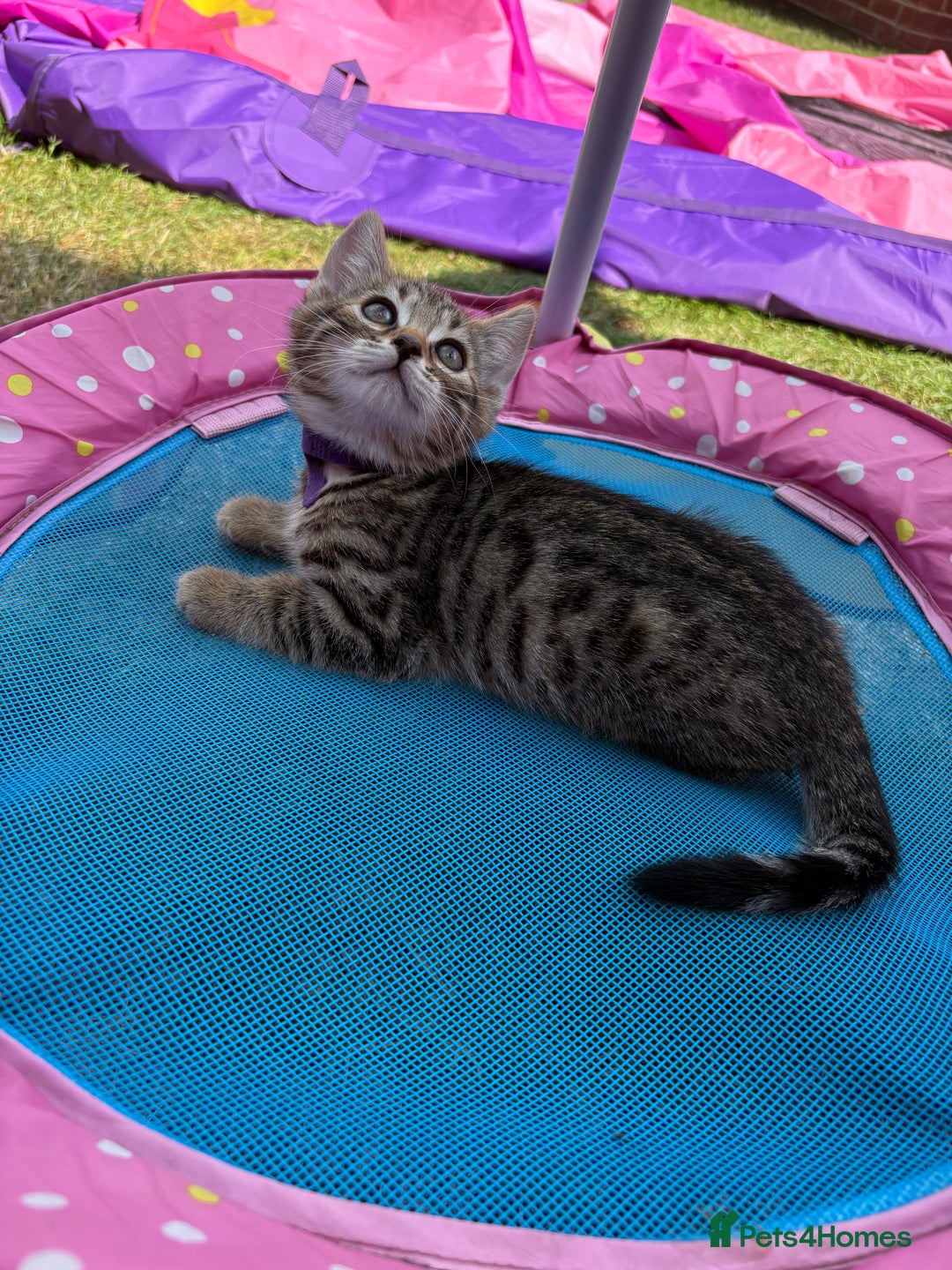 Bengal cats for sale: Beautiful litter of spotted Bengal kittens - Ready - Image 19