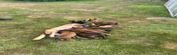 Belgian Shepherd Dog dogs for sale: Belgian Malinois/dutch herder  in Nantwich - Advert 5