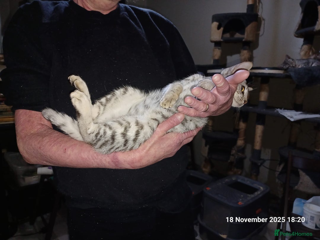 Ocicat cats for sale:  GCCF and FIFe registerd Ocicat Kittens - Advert 2