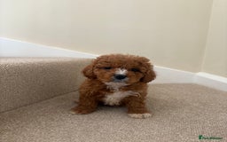 Cavapoo dogs for sale: Stunning F1b Deep Fox Red Toy cavapoos - Image 15
