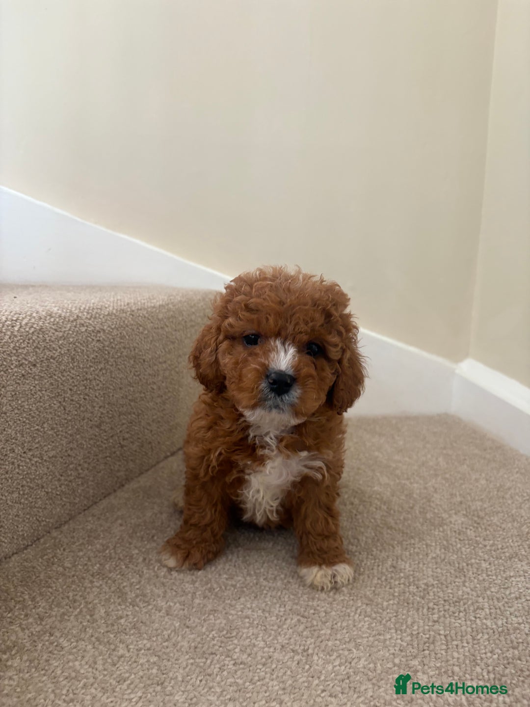 Cavapoo dogs for sale: Stunning F1b Deep Fox Red Toy cavapoos - Image 15