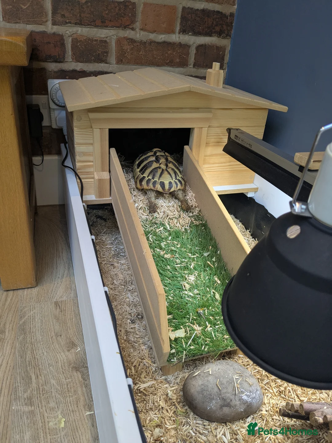 Hermann Tortoise reptiles for sale: Hermann tortoise 6 years old - fully certified - Advert 7