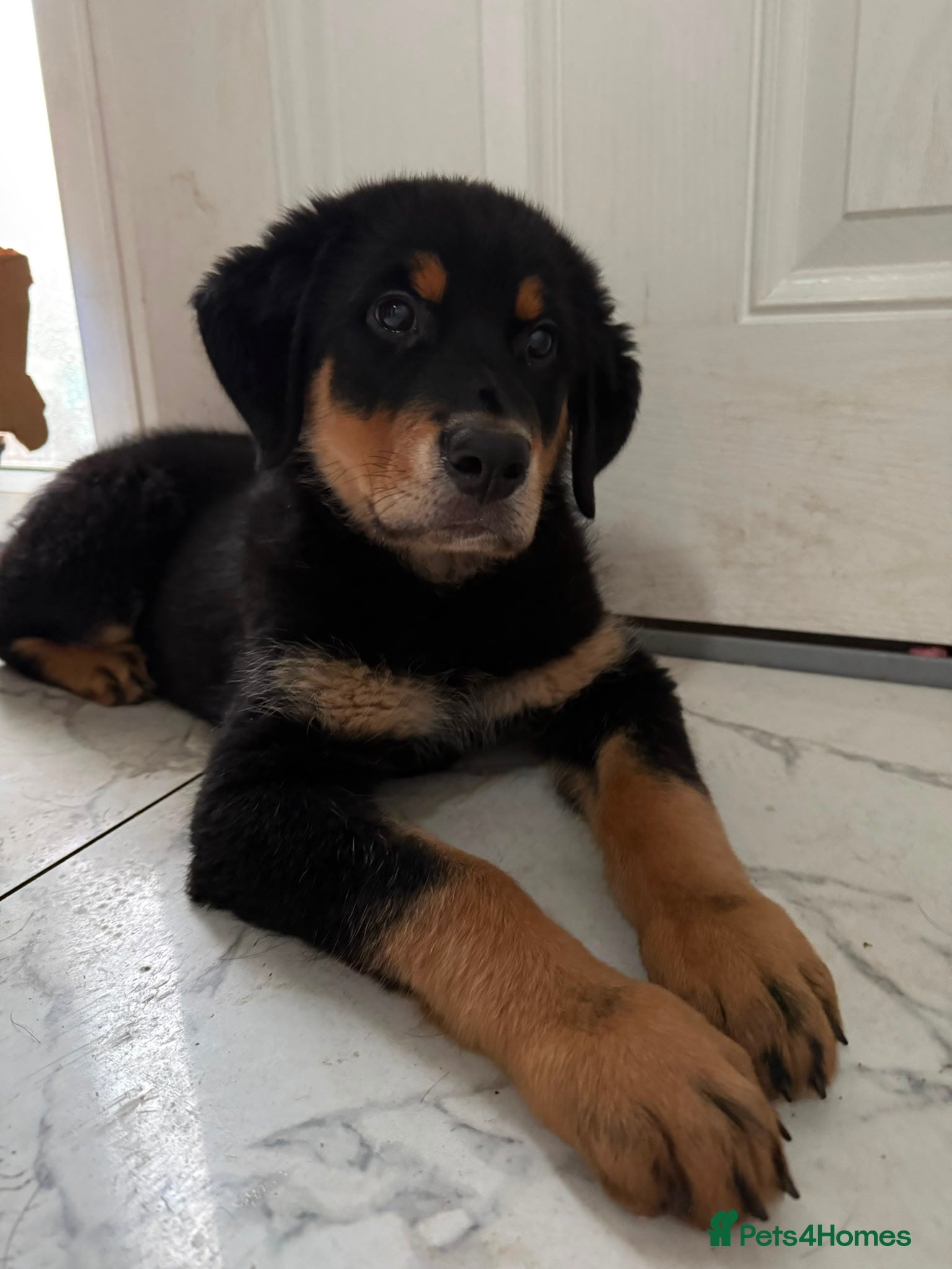 Mixed Breed dogs 1 Boy Left! Beautiful Chunky Fluffy Rottweiler  - Advert 3