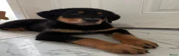 Mixed Breed dogs for sale: 1 Boy Left! Beautiful Chunky Fluffy Rottweiler  - Advert 1