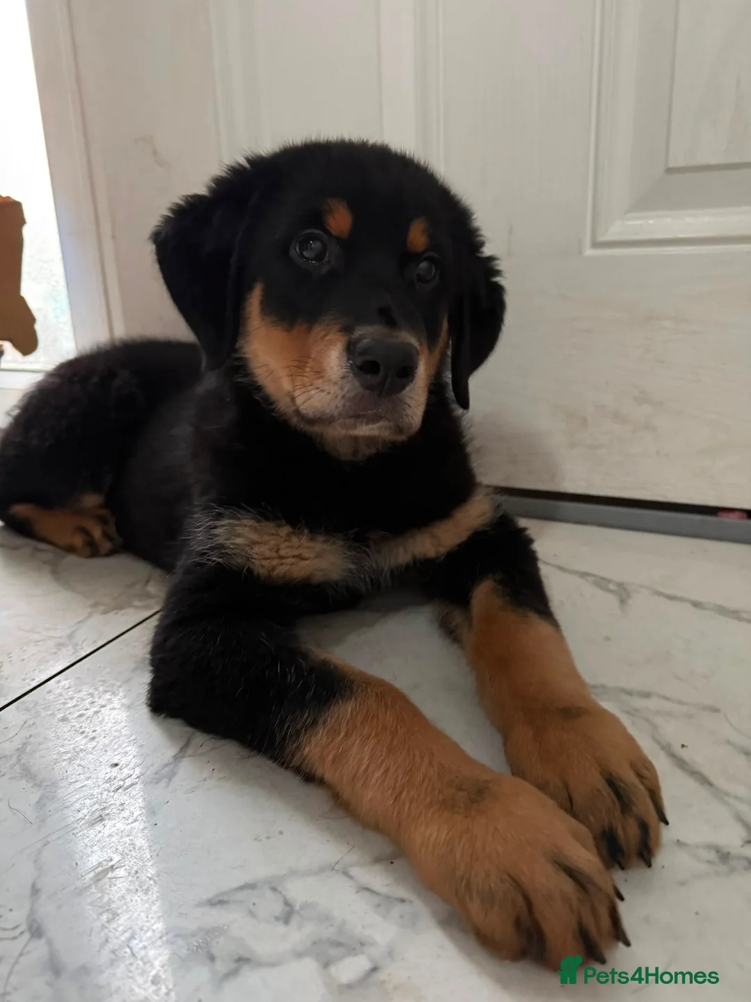 Mixed Breed dogs for sale: 1 Boy Left! Beautiful Chunky Fluffy Rottweiler  - Advert 1