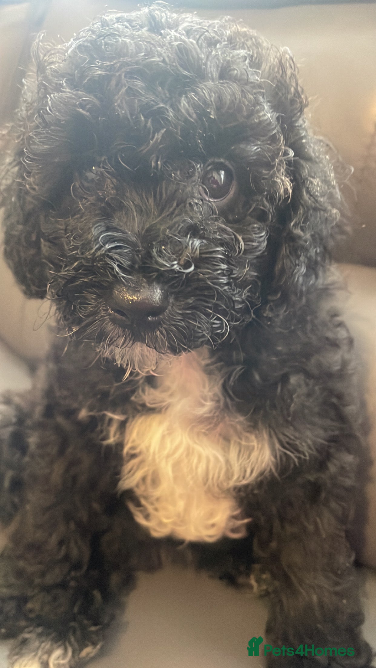 Poochon dogs for sale: Ready to leave NOW poochons🐶❤️ - Advert 3