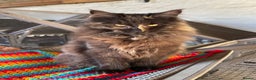 Maine Coon cats for sale: Top pedigree MaineCoon sisters  - Advert 20