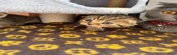 British Shorthair cats for sale: British short hair x Scottish fold kittens - Advert 16