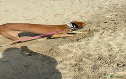 Mixed Breed dogs for sale: Beautiful saluki x greyhound for adoption - Image 27