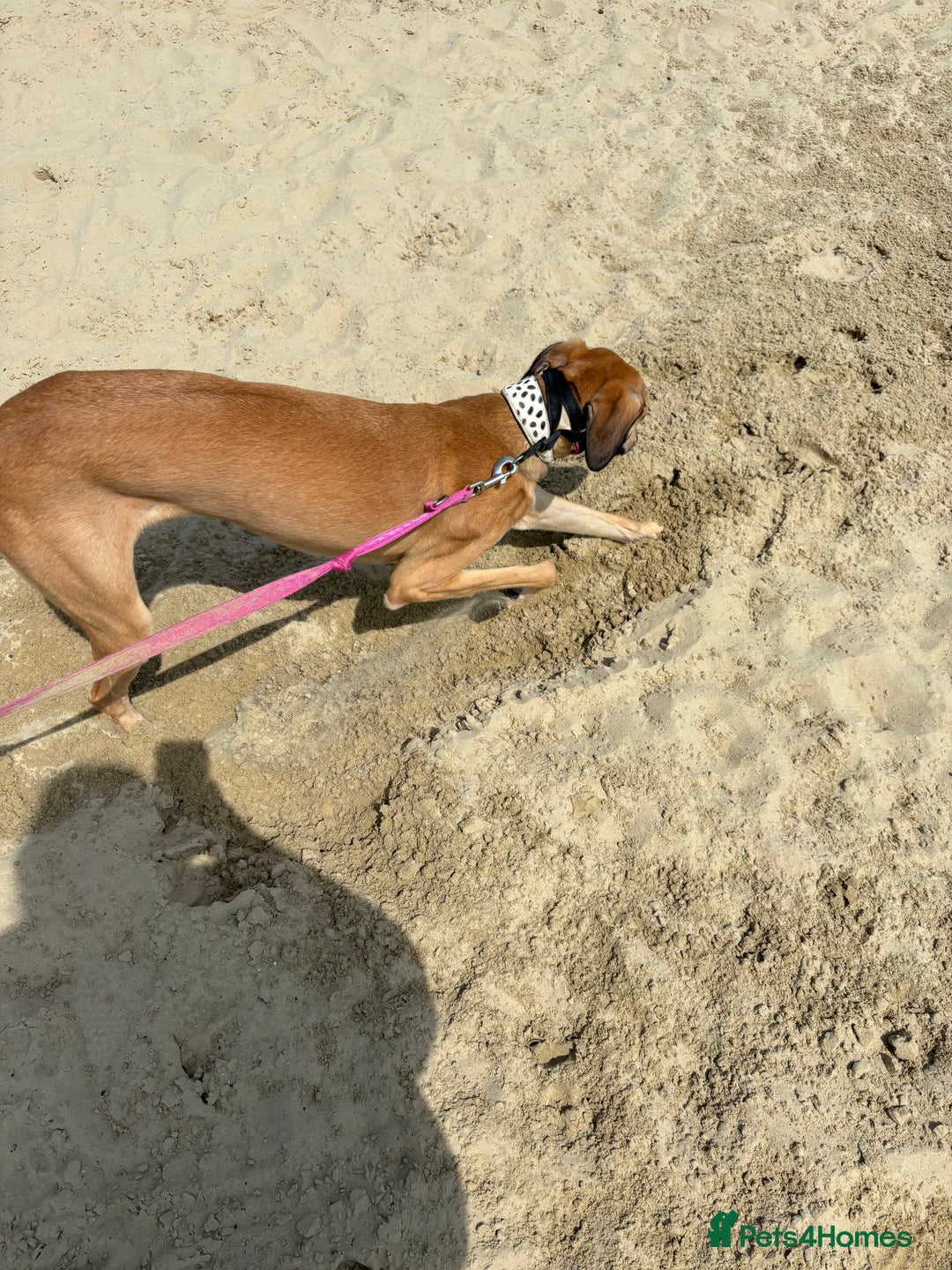 Mixed Breed dogs for sale: Beautiful saluki x greyhound for adoption - Image 27
