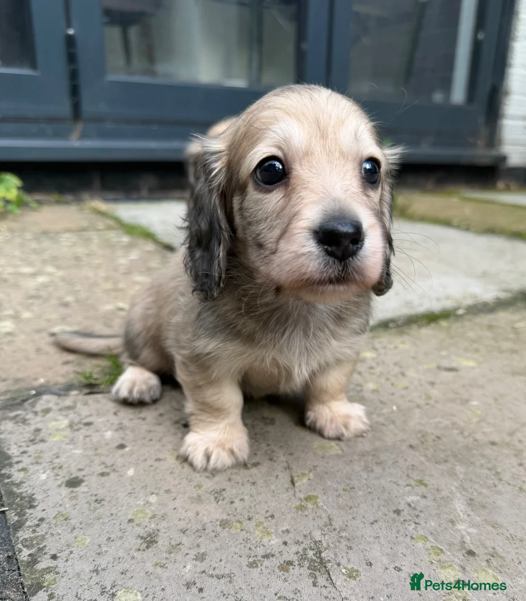 Miniature Dachshund dogs for sale: Gorgeous cream mini long haired boys  - Advert 1