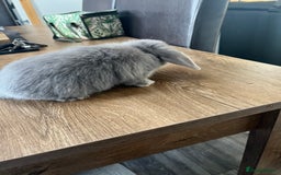 Dwarf Lop rabbits for sale: Dwarf lops READY NOW - Image 6