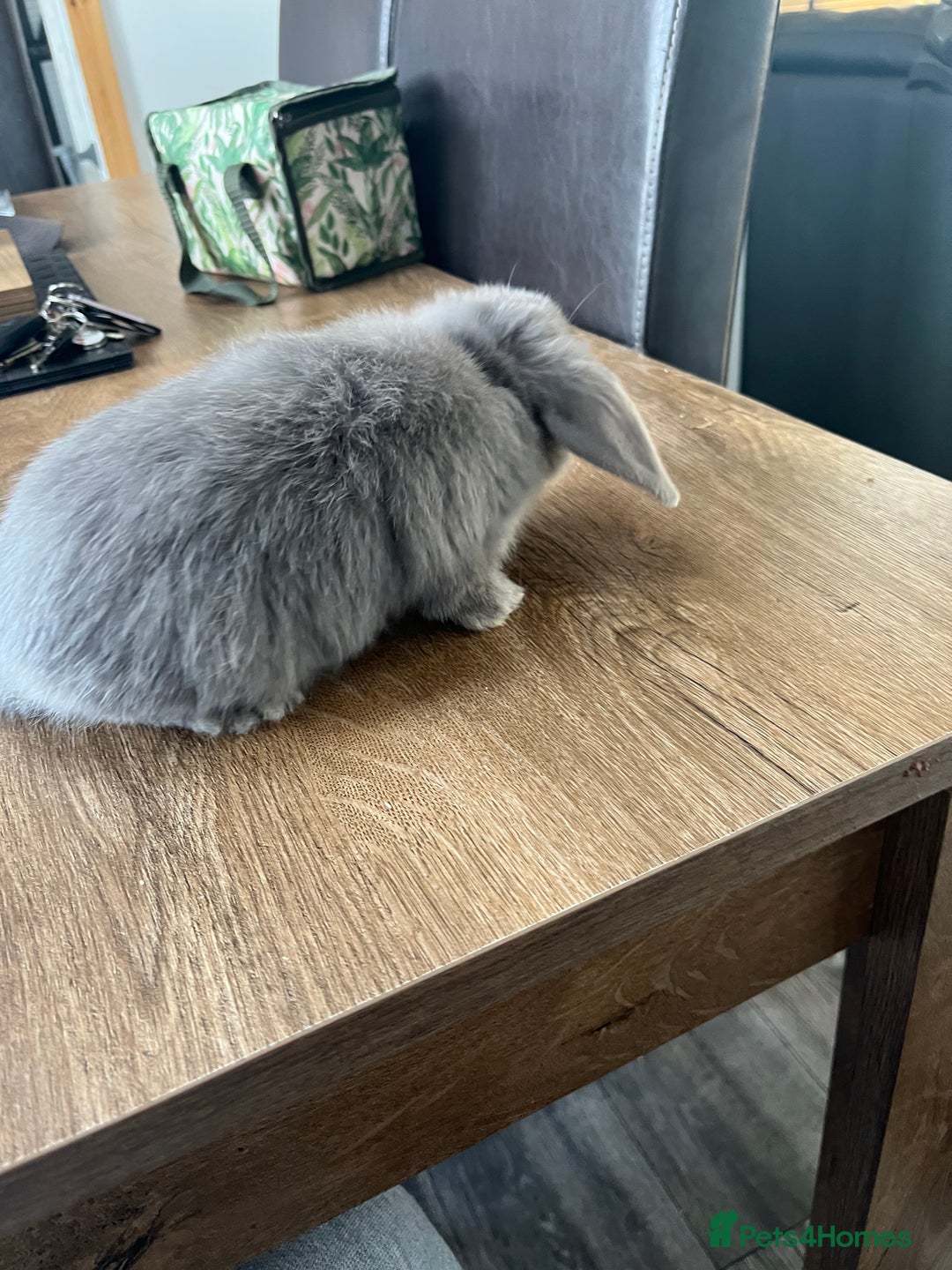 Dwarf Lop rabbits for sale: Dwarf lops READY NOW - Image 6