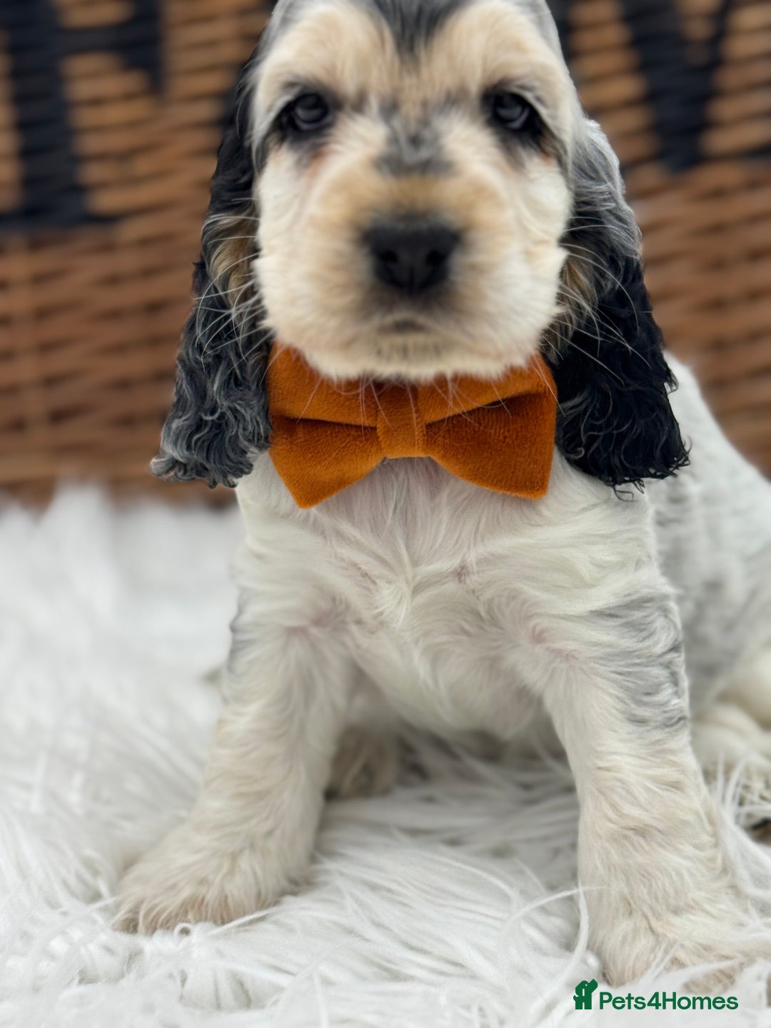 Cocker Spaniel dogs for sale: Health tested show cocker spaniels - Image 3