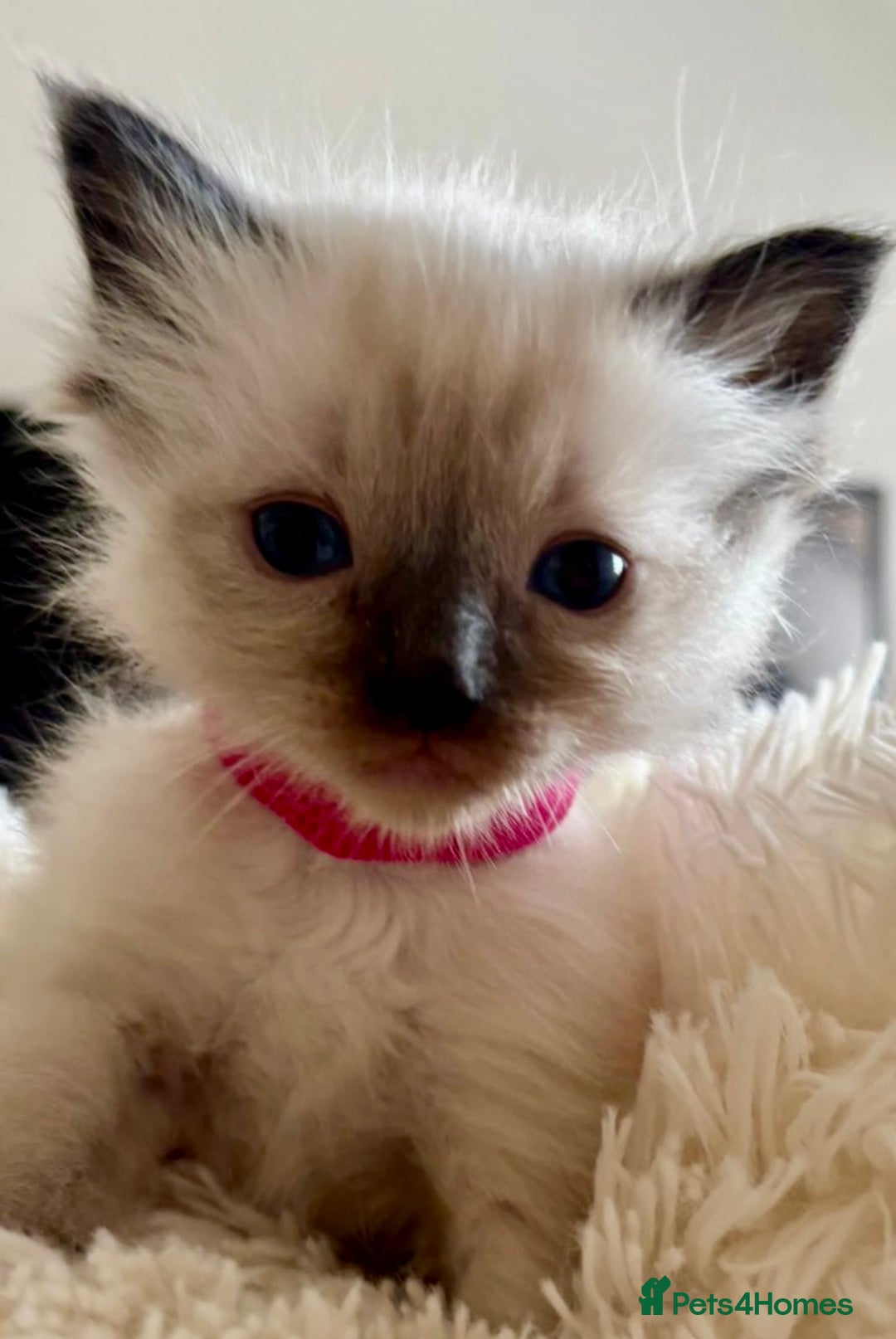 Ragdoll cats for sale: Beautiful ragdoll babies 🩷🩷🩵🩵 - Image 6