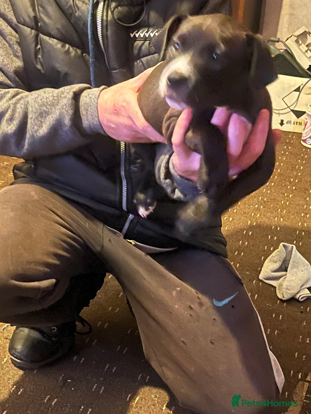 Mixed Breed dogs for sale: Female puppy  - Advert 5