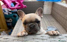 French Bulldog dogs for sale: Lilac French bulldog puppy  - Image 2