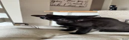 Mixed Breed cats for sale: Two Gorgeous Black Kittens - Advert 5