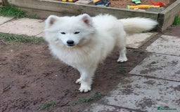 Samoyed dogs for sale: Beautiful Samoyed Puppies Ready Soon! - Advert 2
