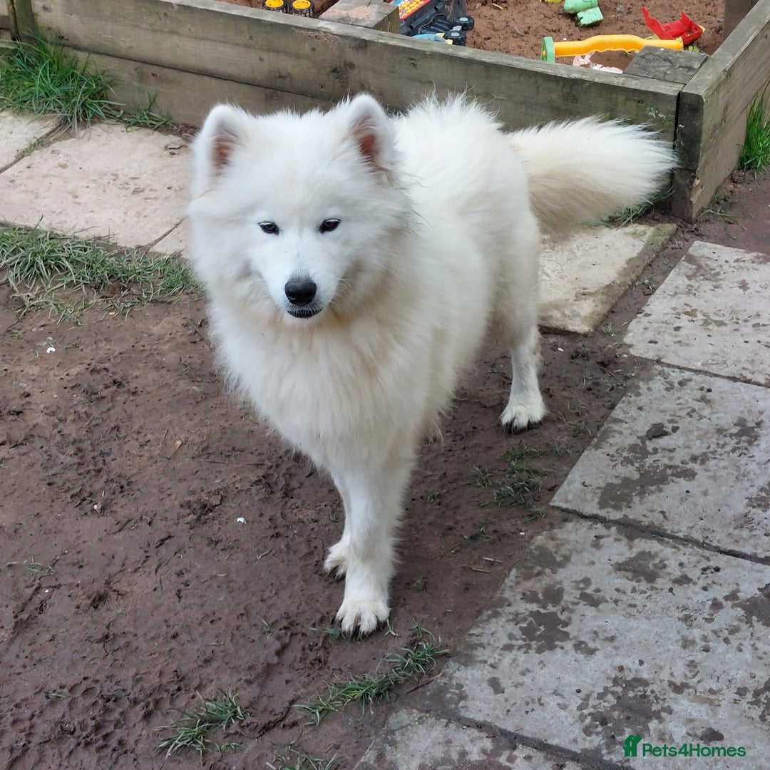 Samoyed dogs for sale: Beautiful Samoyed Puppies Ready Soon! - Advert 2