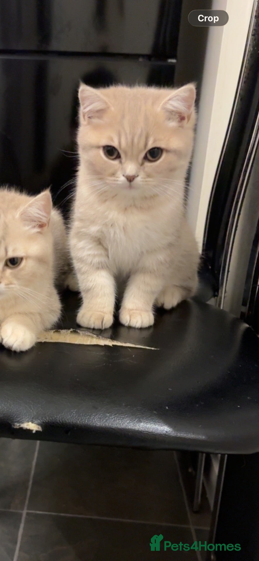 British Shorthair cats ONLY 1 LEFT, beautiful British short hai  - Advert 20